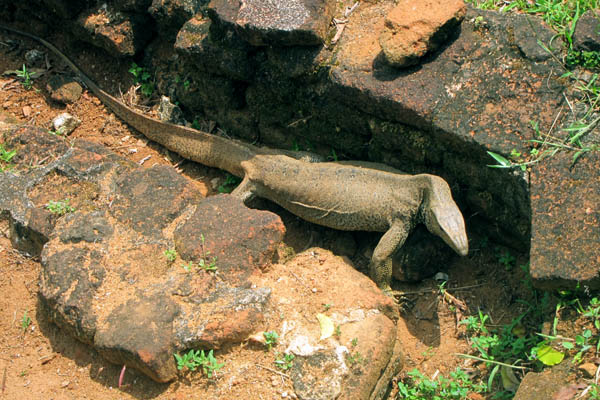 Monitor lizard in a water channel, Sigiriya